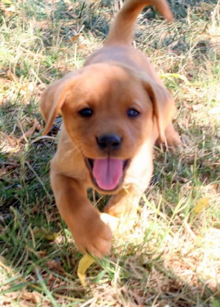 cucciolotti di labrador retriver disponibili