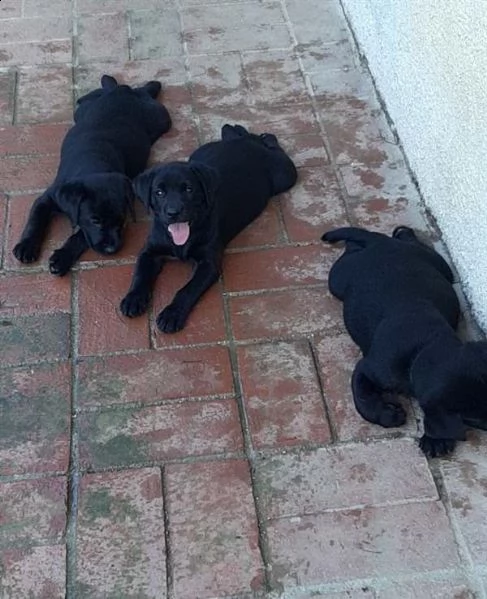 cucciolotti di labrador retriver disponibili | Foto 0