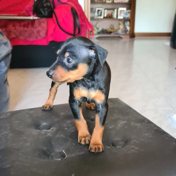 cucciola pinscher nano | Foto 1