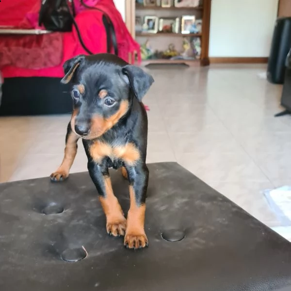 cucciola pinscher nano