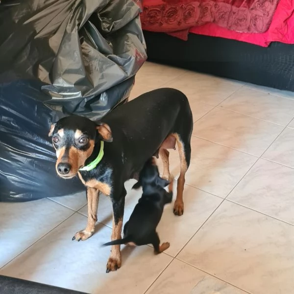 cucciola pinscher nano | Foto 0