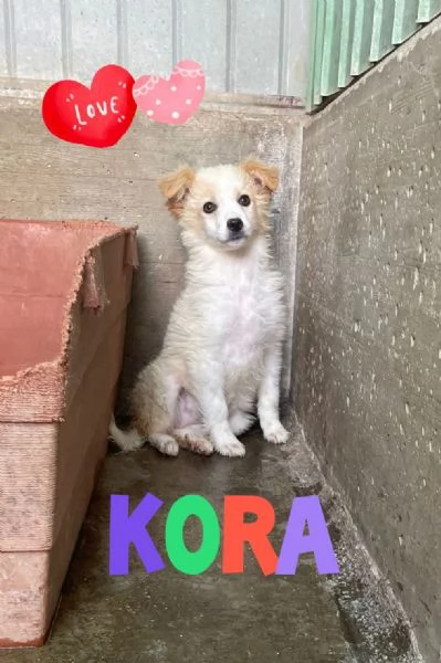 KORA cucciola che presto rimarr sola in box