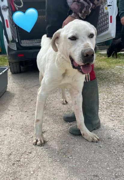 TREVOR mix dogo argentino  | Foto 0