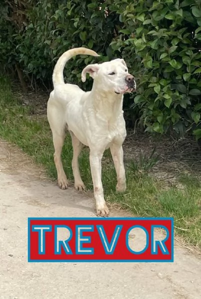 TREVOR mix dogo argentino 