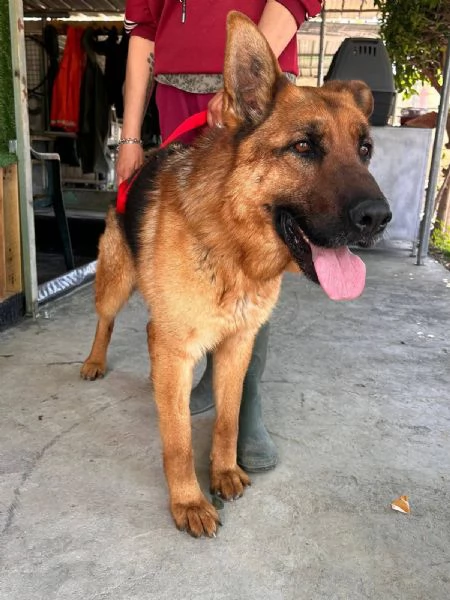 ORSO  un Pastore Tedesco  | Foto 1