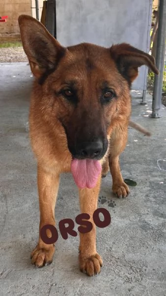 ORSO  un Pastore Tedesco  | Foto 0