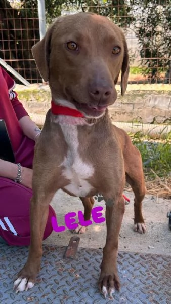 LELE femmina mix segugio