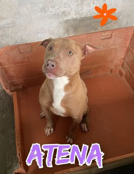 ATENA mix pitbull red nose 