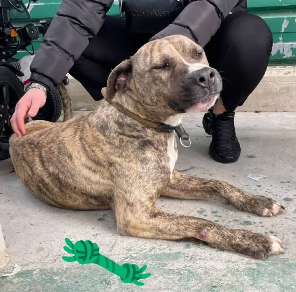 GIOVANE MIX PITBULL STA SOFFRENDO IN BOX  | Foto 0