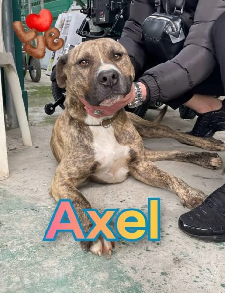 GIOVANE MIX PITBULL STA SOFFRENDO IN BOX 