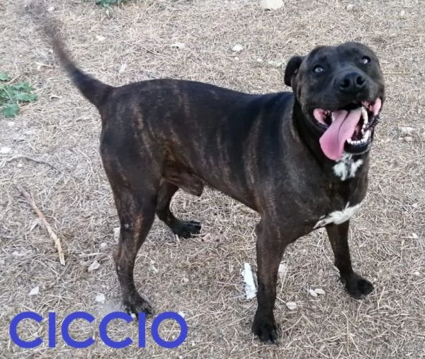 CICCIO  una vita in canile ora sogna una famiglia 