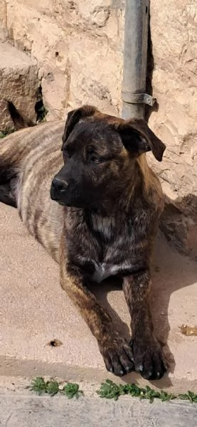 LUCKY CUCCIOLO SIMIL CANE CORSO  | Foto 2