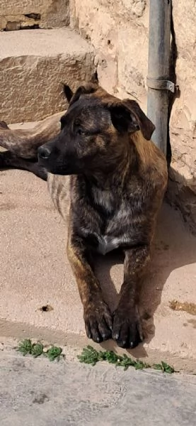 LUCKY CUCCIOLO SIMIL CANE CORSO  | Foto 1