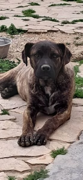 LUCKY CUCCIOLO SIMIL CANE CORSO  | Foto 0