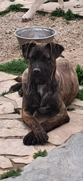LUCKY CUCCIOLO SIMIL CANE CORSO 