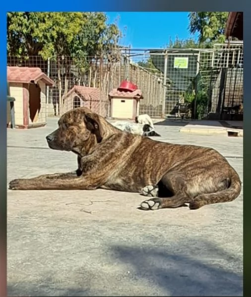 LUCKY  SIMIL CANE CORSO  | Foto 0