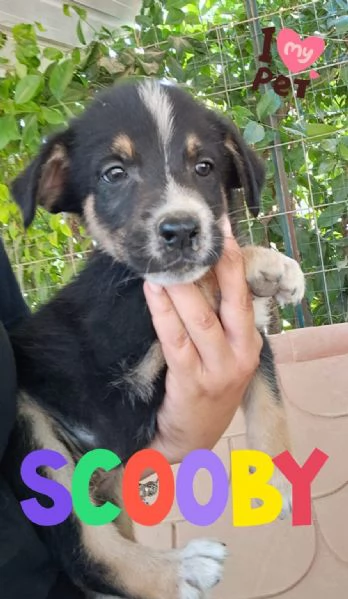 SCOOBY cucciolo divertente