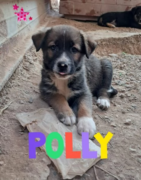 POLLY febbraio 25