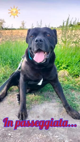 OSSO  il cane corso dimenticato da tutti  | Foto 0