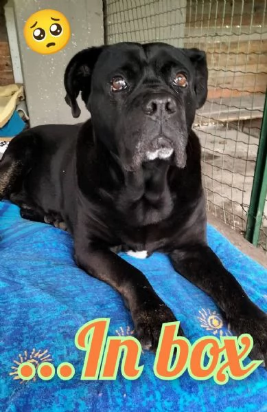 OSSO  il cane corso dimenticato da tutti 