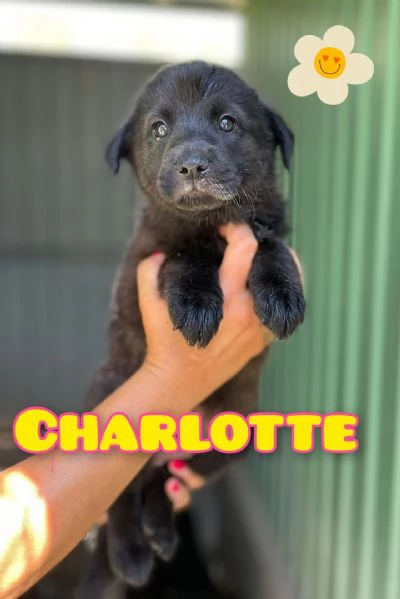 CHARLOTTE cucciola femmina
