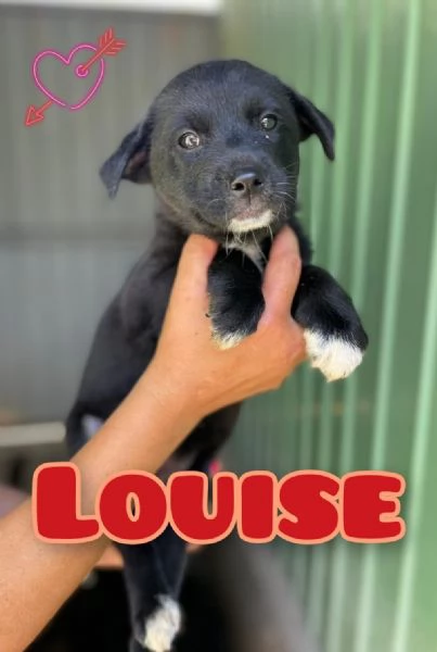 LOUISE dolce scricciolo