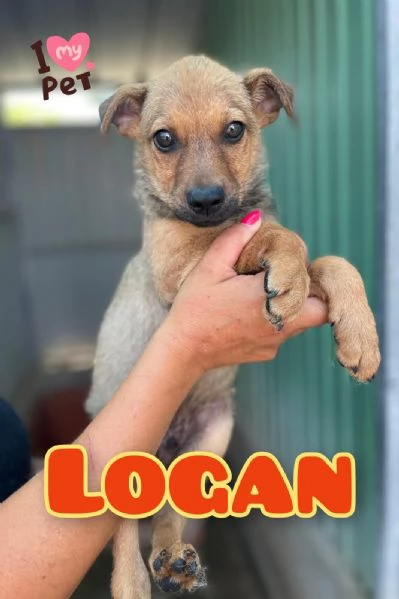 LOGAN maschietto