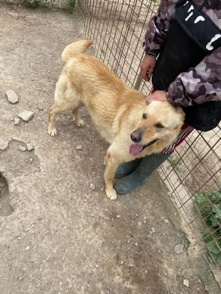 SIMBA bel giovanotto  | Foto 3
