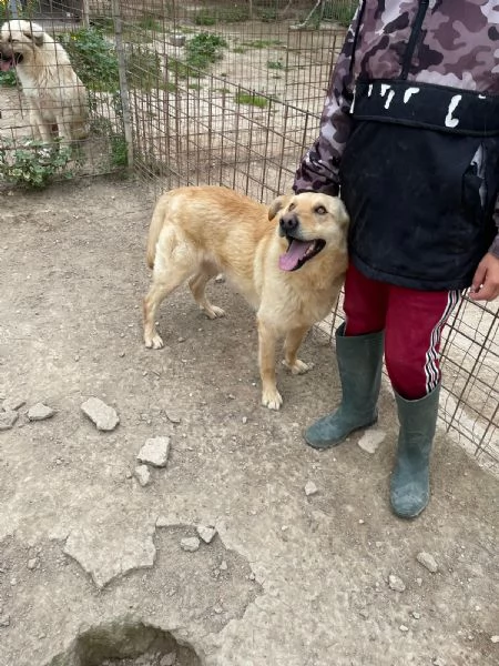 SIMBA bel giovanotto  | Foto 2