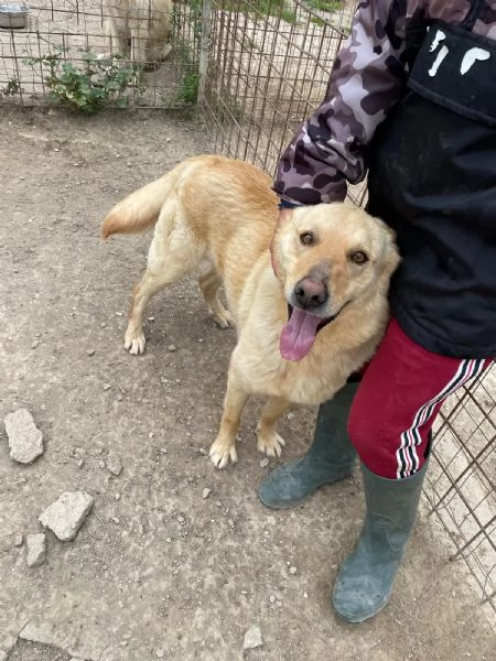 SIMBA bel giovanotto  | Foto 1