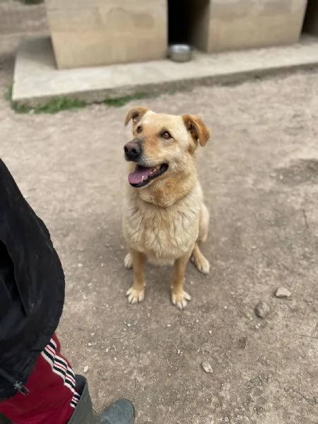 SIMBA bel giovanotto 