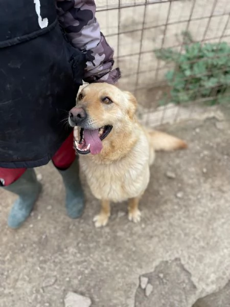 SIMBA bel giovanotto  | Foto 0
