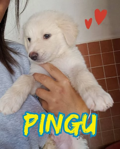 PINGU maschietto nato a Maggio 2025