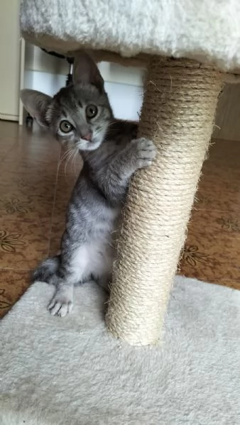 GATTINO TIGRATO ARGENTO CERCA CASA | Foto 4