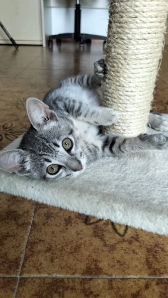 GATTINO TIGRATO ARGENTO CERCA CASA | Foto 3