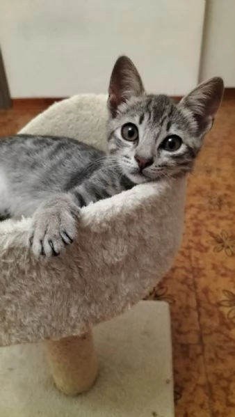 GATTINO TIGRATO ARGENTO CERCA CASA | Foto 1
