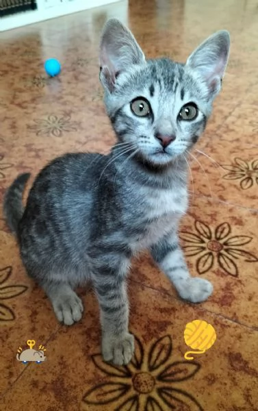 GATTINO TIGRATO ARGENTO CERCA CASA | Foto 0