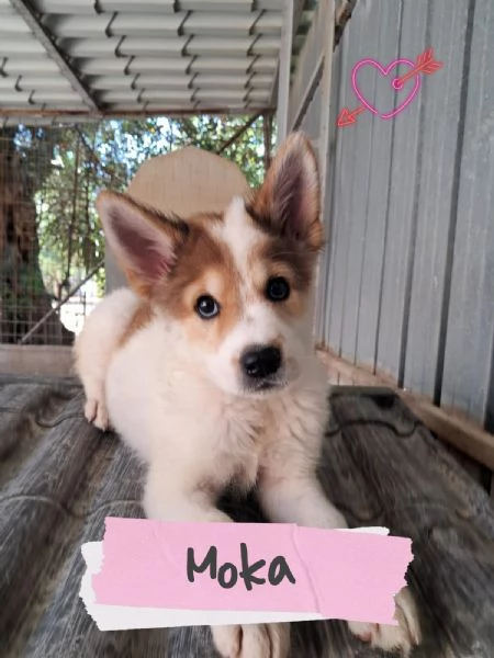 MOKA splendida signorinella