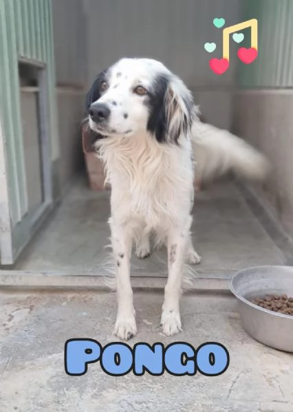PONGO maschietto
