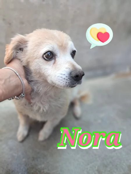 NORA taglia piccola nata nel 2018 | Foto 0