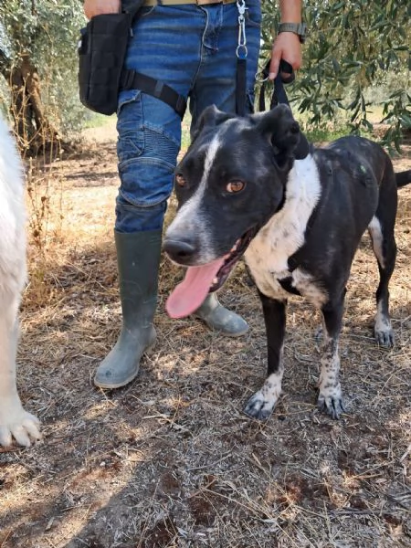 FENICE dolcissima cagnolona | Foto 2