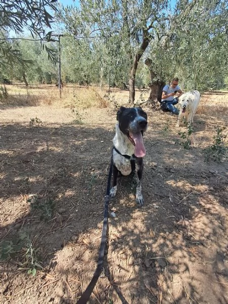 FENICE dolcissima cagnolona | Foto 1