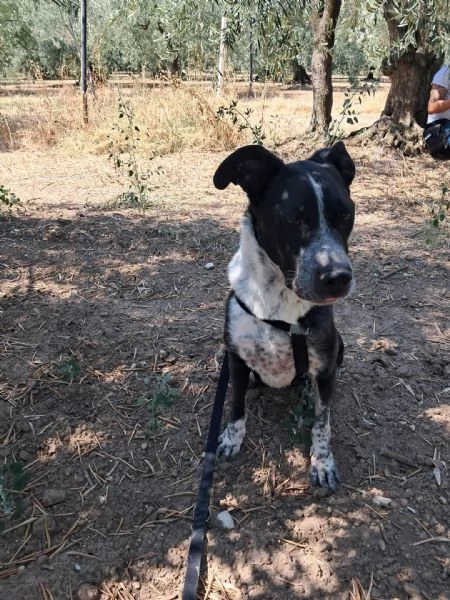 FENICE dolcissima cagnolona | Foto 0