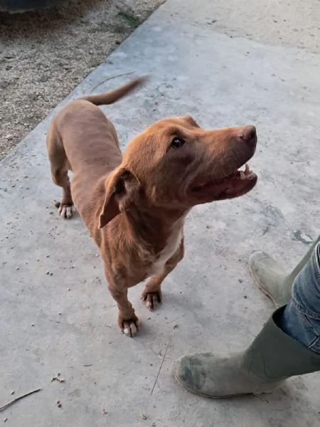 LOLA mix segugio