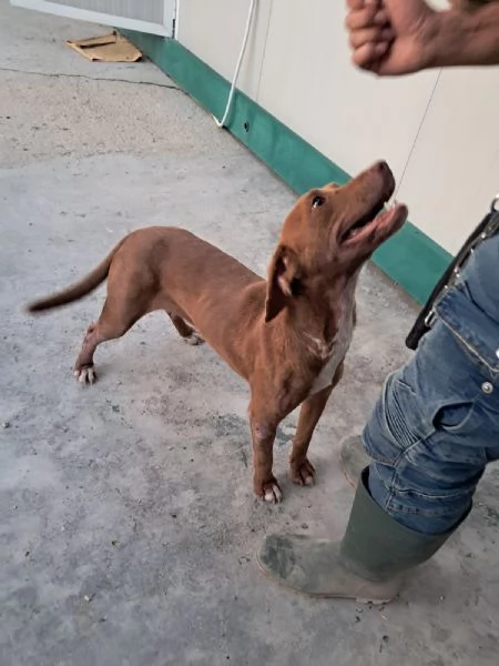 LOLA mix segugio | Foto 0
