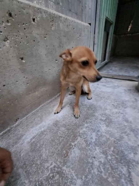 ALMA piccola dolce cagnolina da amare