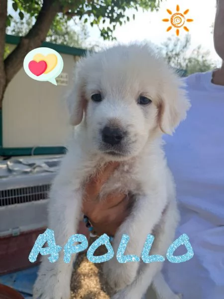 APOLLO nato ad GIUGNO 2025