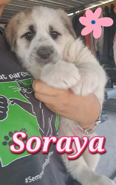 SORAYA nata GIUGNO 2025