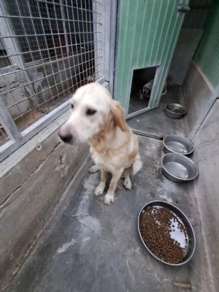DORY mix golden retriever