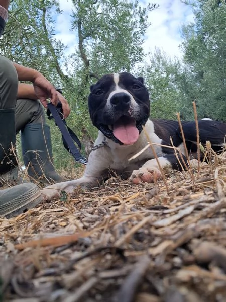 CHICCO  mix PitAmstaff bianco e nero giovane
